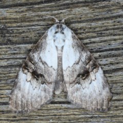 Unidentified Noctuoid moth (except Arctiinae) at Lilli Pilli, NSW - 3 Oct 2020 by jb2602