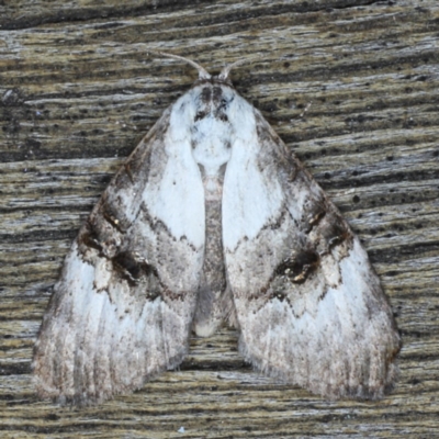 Unidentified Noctuoid moth (except Arctiinae) at Lilli Pilli, NSW - 3 Oct 2020 by jb2602