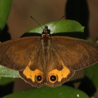 Hypocysta metirius (Brown Ringlet) at Lilli Pilli, NSW - 3 Oct 2020 by jb2602