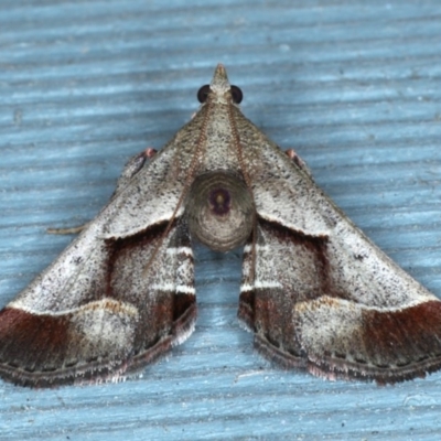 Gauna aegusalis (Pyraline moth) at Lilli Pilli, NSW - 3 Oct 2020 by jb2602