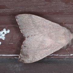 Pararguda rufescens (Rufous Snout Moth) at Lilli Pilli, NSW - 3 Oct 2020 by jb2602