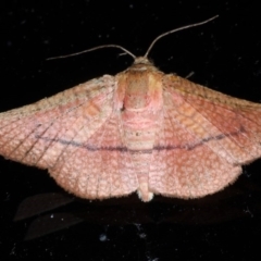 Aglaopus pyrrhata (Leaf Moth) at Lilli Pilli, NSW - 3 Oct 2020 by jb2602