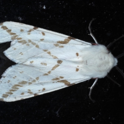 Ardices canescens (Dark-spotted Tiger Moth) at Lilli Pilli, NSW - 3 Oct 2020 by jb2602