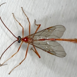 Enicospilus insularis at Lilli Pilli, NSW - 3 Oct 2020