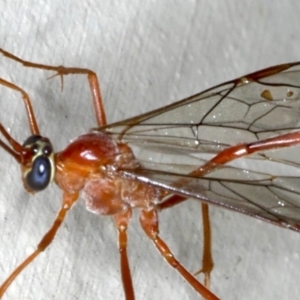 Enicospilus insularis at Lilli Pilli, NSW - 3 Oct 2020