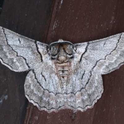 Hypobapta tachyhalotaria (Varied Grey) at Lilli Pilli, NSW - 3 Oct 2020 by jb2602