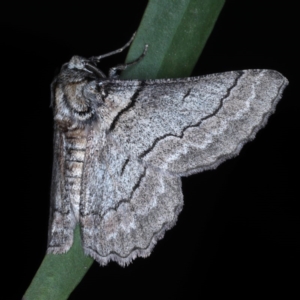 Hypobapta tachyhalotaria at Lilli Pilli, NSW - 3 Oct 2020 10:25 PM