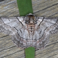 Hypobapta tachyhalotaria at Lilli Pilli, NSW - 3 Oct 2020