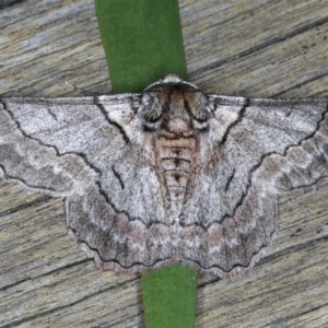 Hypobapta tachyhalotaria at Lilli Pilli, NSW - 3 Oct 2020 10:25 PM