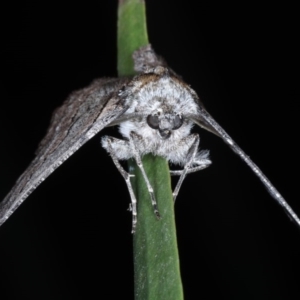 Hypobapta tachyhalotaria at Lilli Pilli, NSW - 3 Oct 2020