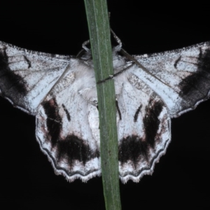 Hypobapta tachyhalotaria at Lilli Pilli, NSW - 3 Oct 2020 10:25 PM