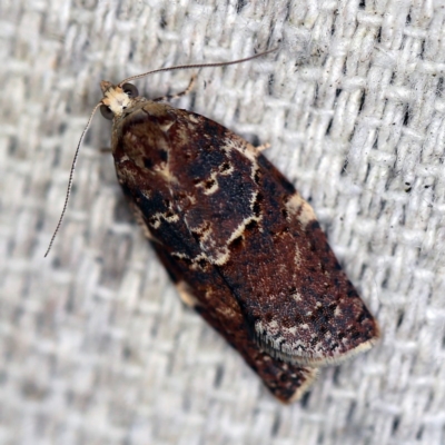 Epiphyas ashworthana (Ashworth's Tortrix) at O'Connor, ACT - 20 Oct 2020 by ibaird