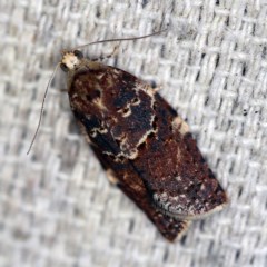 Epiphyas ashworthana (Ashworth's Tortrix) at O'Connor, ACT - 20 Oct 2020 by ibaird