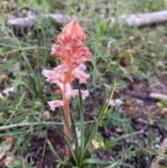 Orobanche minor (Broomrape) at Red Hill Nature Reserve - 20 Oct 2020 by KL