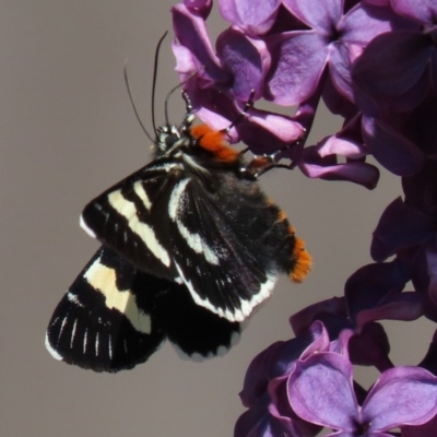 Phalaenoides glycinae (Grapevine Moth) at Waramanga, ACT - 16 Oct 2020 by AndyRoo