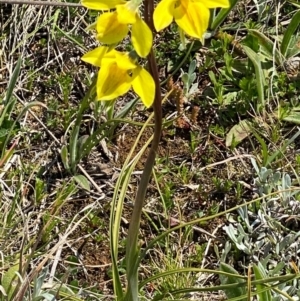 Diuris amabilis at Bungendore, NSW - suppressed