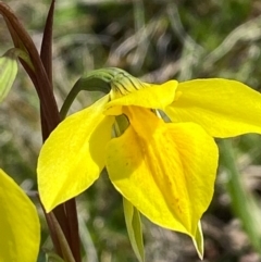 Diuris amabilis at Bungendore, NSW - suppressed