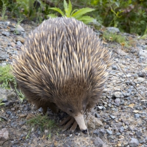 Tachyglossus aculeatus at Cotter River, ACT - 20 Oct 2020