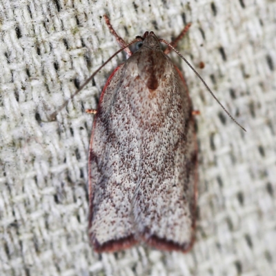 Euchaetis inceptella (Wingia Group) at O'Connor, ACT - 20 Oct 2020 by ibaird