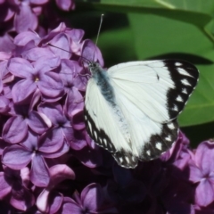 Belenois java (Caper White) at Waramanga, ACT - 15 Oct 2020 by AndrewZelnik