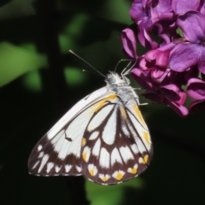 Belenois java at Waramanga, ACT - 16 Oct 2020