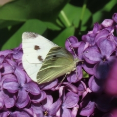 Pieris rapae (Cabbage White) at Waramanga, ACT - 16 Oct 2020 by AndyRoo