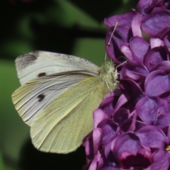 Pieris rapae at Waramanga, ACT - 16 Oct 2020 10:34 AM