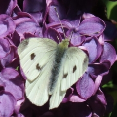 Pieris rapae at Waramanga, ACT - 16 Oct 2020 10:34 AM