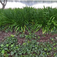 Microtis sp. (Onion Orchid) at Lake Burley Griffin Central/East - 19 Oct 2020 by jamesjonklaas