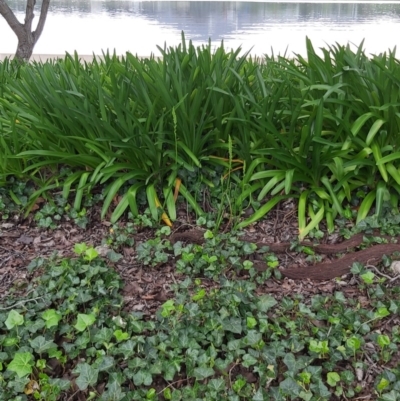 Microtis sp. (Onion Orchid) at Lake Burley Griffin Central/East - 19 Oct 2020 by jamesjonklaas