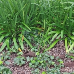 Microtis sp. at Parkes, ACT - suppressed