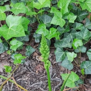 Microtis sp. at Parkes, ACT - 20 Oct 2020