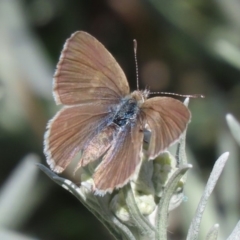 Zizina otis (Common Grass-Blue) at Waramanga, ACT - 21 Oct 2020 by AndyRoo