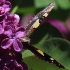 Vanessa itea (Yellow Admiral) at Waramanga, ACT - 12 Oct 2020 by AndyRoo