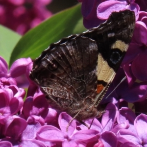 Vanessa itea at Waramanga, ACT - 12 Oct 2020