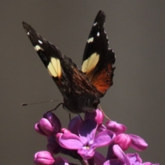 Vanessa itea at Waramanga, ACT - 12 Oct 2020