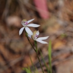 Caladenia moschata (Musky Caps) at Mount Majura - 20 Oct 2020 by petersan