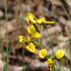 Diuris sulphurea (Tiger Orchid) at Watson, ACT - 20 Oct 2020 by petersan