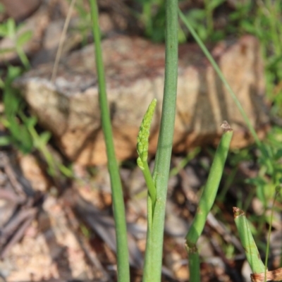 Microtis sp. (Onion Orchid) at Mount Majura - 20 Oct 2020 by petersan