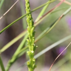 Microtis parviflora (Slender Onion Orchid) at Watson, ACT - 20 Oct 2020 by petersan