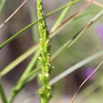 Microtis parviflora (Slender Onion Orchid) at Watson, ACT - 21 Oct 2020 by petersan