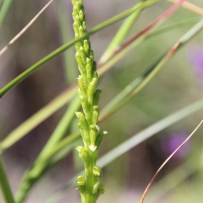 Microtis parviflora (Slender Onion Orchid) at Mount Majura - 20 Oct 2020 by petersan