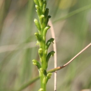 Microtis parviflora at Watson, ACT - 21 Oct 2020