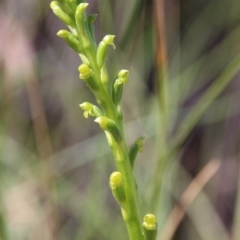 Microtis parviflora at Watson, ACT - suppressed