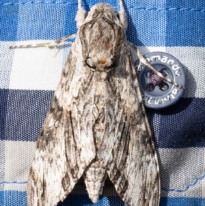 Psilogramma casuarinae at Macgregor, ACT - 21 Oct 2020