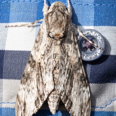 Psilogramma casuarinae (Privet Hawk Moth) at Macgregor, ACT - 21 Oct 2020 by Roger