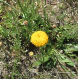 Leptorhynchos squamatus subsp. squamatus at Holt, ACT - 20 Oct 2020