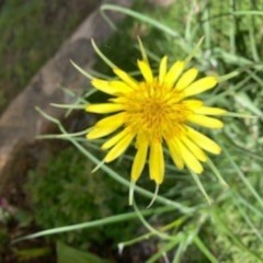 Tragopogon dubius (Goatsbeard) at Bruce, ACT - 21 Oct 2020 by Pennifold
