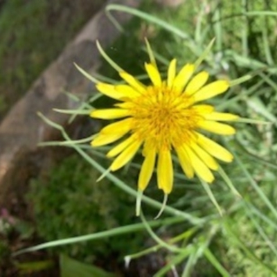 Tragopogon dubius (Goatsbeard) at Bruce, ACT - 21 Oct 2020 by Pennifold