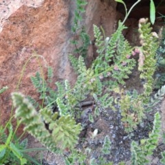 Cheilanthes distans (Bristly Cloak Fern) at Wallaroo, NSW - 21 Oct 2020 by samreid007